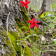 This is “Fire Pink”, a native wildflower that a few years ago was a dark horse to be named the new state flower of Indiana, once someone discovered that Peonies are not in fact local. Why we have a state flower from China is a fact lost to history (or, I’m just too lazy to look it up).
